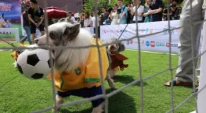 Футбол и спорт по телевизията днес (07.07)